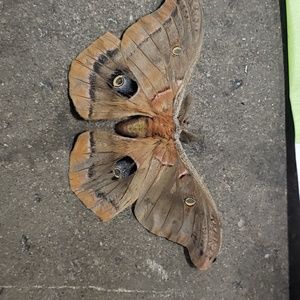 Meet your Posher, Chad